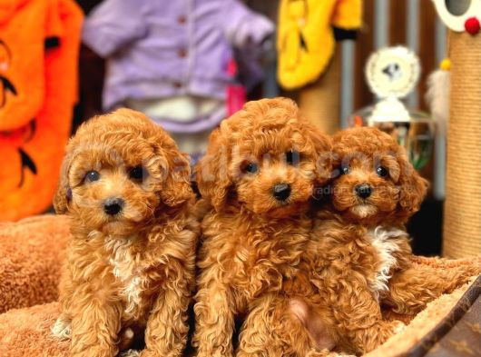 Redbrowm Toy Poodle Yavrularımız
