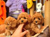 Redbrowm Toy Poodle Yavrularımız