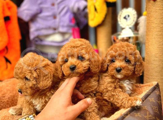 Redbrowm Toy Poodle Yavrularımız görsel