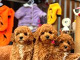Redbrowm Toy Poodle Yavrularımız