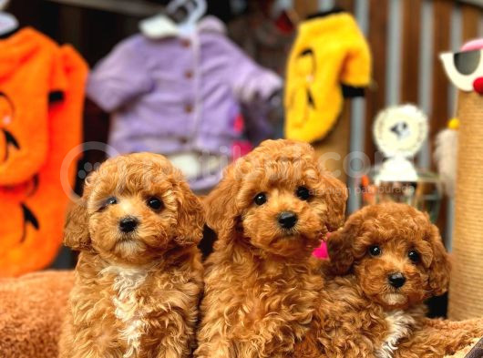 Redbrowm Toy Poodle Yavrularımız görsel