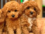 Redbrowm Toy Poodle Yavrularımız