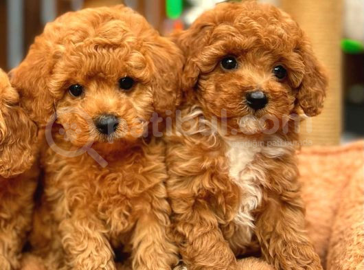 Redbrowm Toy Poodle Yavrularımız görsel
