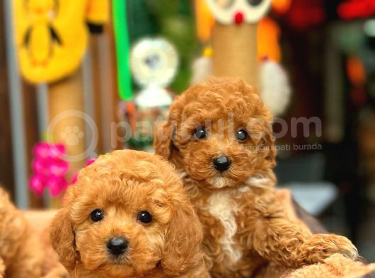 Redbrowm Toy Poodle Yavrularımız görsel