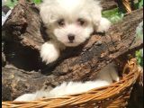 Kartopu Maltese Terrier Yavrular