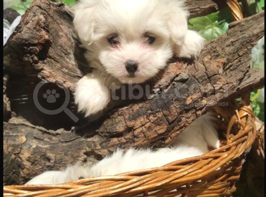 Kartopu Maltese Terrier Yavrular görsel