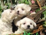 Kartopu Maltese Terrier Yavrular