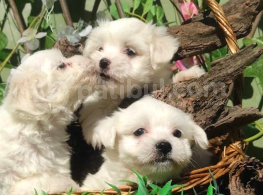 Kartopu Maltese Terrier Yavrular görsel
