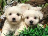 Kartopu maltese terrier yavrular