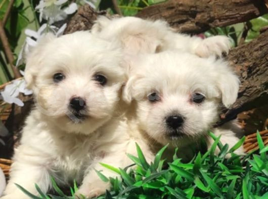 Kartopu Maltese Terrier Yavrular