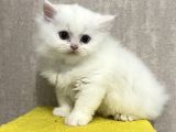 British Longhair ve ScottishFold