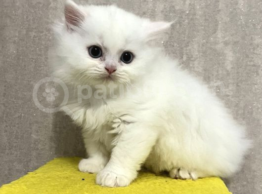 British Longhair Ve Scottishfold