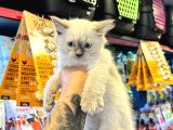 Safkan Irk Ve Sağlik Garanti̇li̇ - Sertfi̇kali Ragdoll Bebekler