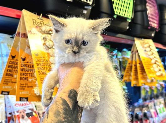 Safkan Irk Ve Sağlik Garanti̇li̇ - Sertfi̇kali Ragdoll Bebekler görsel