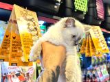 Safkan Irk Ve Sağlik Garanti̇li̇ - Sertfi̇kali Ragdoll Bebekler