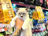 Safkan Irk Ve Sağlik Garanti̇li̇ - Sertfi̇kali Ragdoll Bebekler