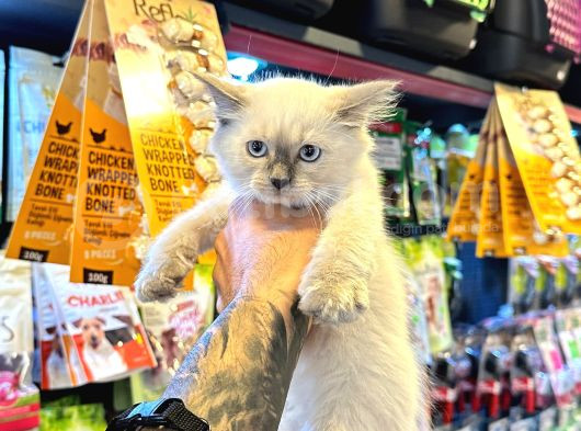 Safkan Irk Ve Sağlik Garanti̇li̇ - Sertfi̇kali Ragdoll Bebekler görsel