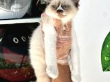 Safkan Irk Ve Sağlik Garanti̇li̇ - Sertfi̇kali Ragdoll Bebekler