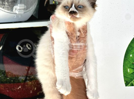 Safkan Irk Ve Sağlik Garanti̇li̇ - Sertfi̇kali Ragdoll Bebekler görsel