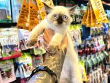 Safkan Irk Ve Sağlik Garanti̇li̇ - Sertfi̇kali Ragdoll Bebekler