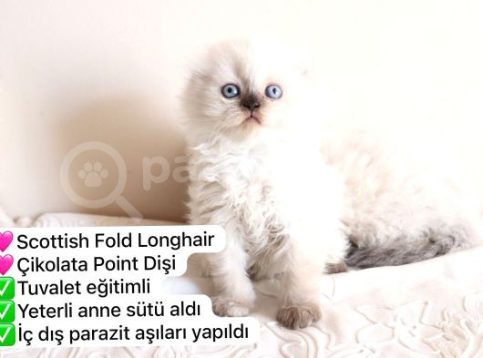 Süper Renkli Müthiş Kediler görsel