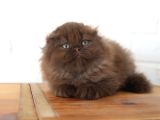 Bebek Yüzlü Top Kafa Scottish Fold