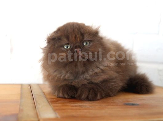 Bebek Yüzlü Top Kafa Scottish Fold görsel