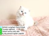 Süper renkli müthiş kediler