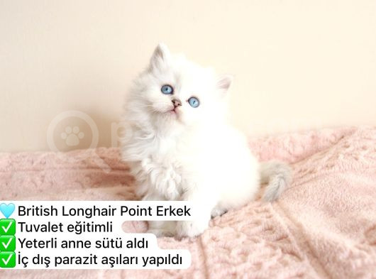 Süper Renkli Müthiş Kediler