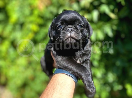 Piyasanın Altında Pug Dişiler görsel