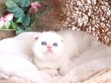 Bebek Yüzlü Top Kafa Scottish Fold