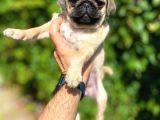 Piyasanın Altında Pug Dişiler