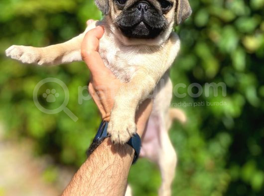 Piyasanın Altında Pug Dişiler görsel
