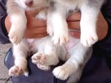 Husky sibirya kurdu yavrularım