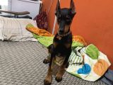 Estetikli Aşıları Yapılı Doberman