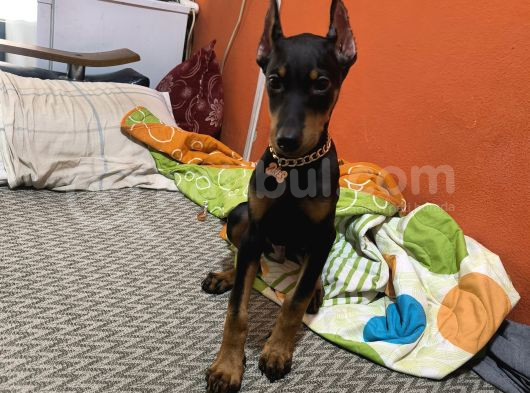 Estetikli Aşıları Yapılı Doberman görsel