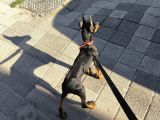 Estetikli aşıları yapılı doberman