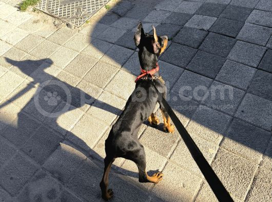 Estetikli Aşıları Yapılı Doberman