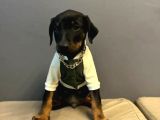 Erkek Doberman Yavrularımız 5 Adet Mevcuttur