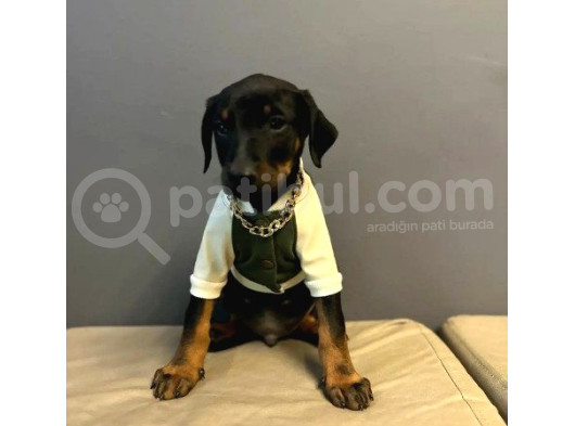 Erkek Doberman Yavrularımız 5 Adet Mevcuttur