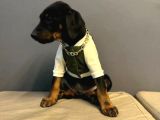 Erkek Doberman Yavrularımız 5 Adet Mevcuttur