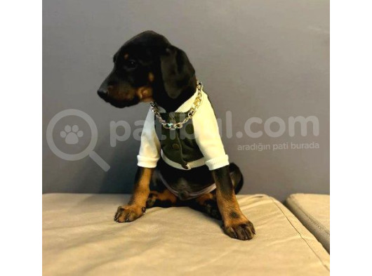Erkek Doberman Yavrularımız 5 Adet Mevcuttur görsel