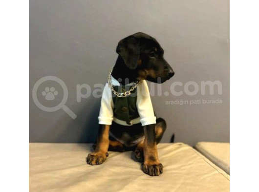 Erkek Doberman Yavrularımız 5 Adet Mevcuttur görsel