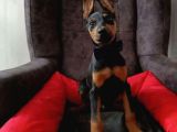 Batman Doberman Irkı Yavrular