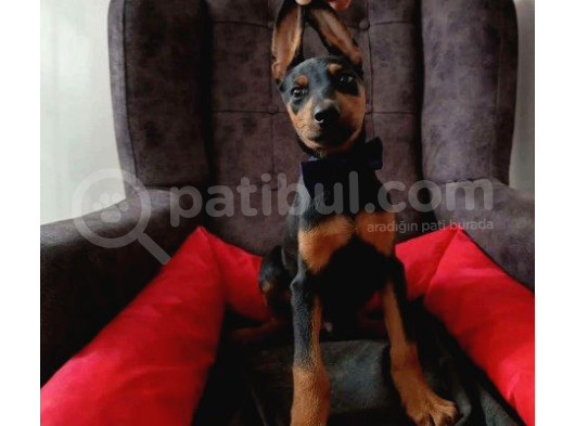 Batman Doberman Irkı Yavrular