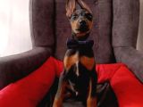 Batman Doberman Irkı Yavrular