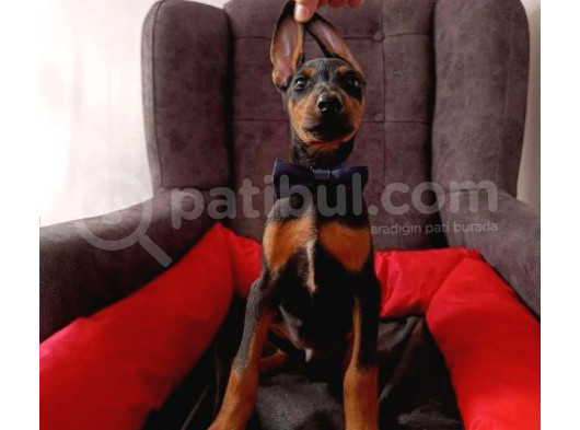 Batman Doberman Irkı Yavrular görsel