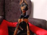 Batman Doberman Irkı Yavrular