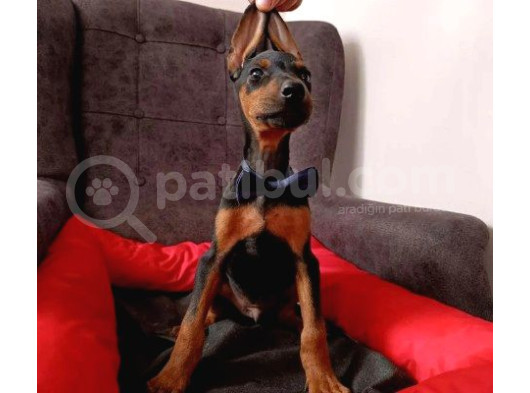 Batman Doberman Irkı Yavrular görsel