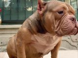 Exotic American Bully dişi